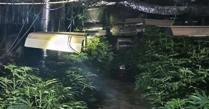 A cannabis factory was just discovered ‘nearby’ the Middletons’ Bucklebury home