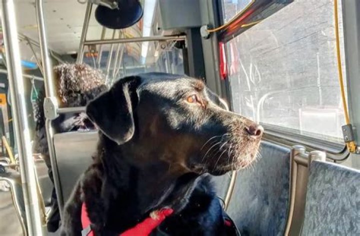 A tribute to Eclipse – Seattle’s bus-riding dog