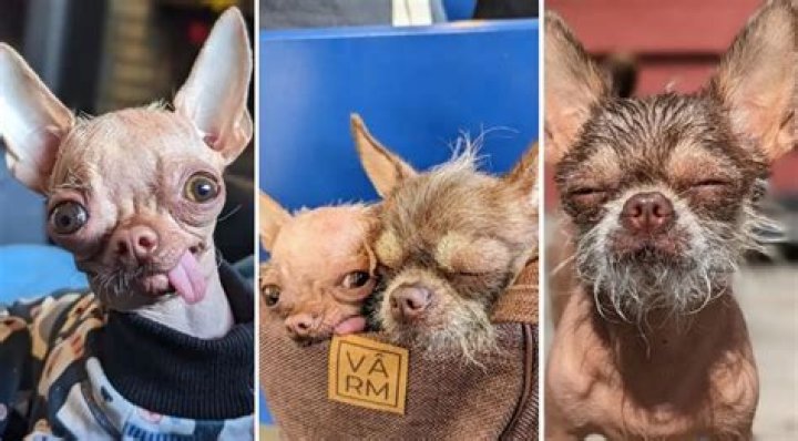 Alma & Hermine Are Two Chihuahua-Chinese Crested Mix Dogs That Will Crack You Up