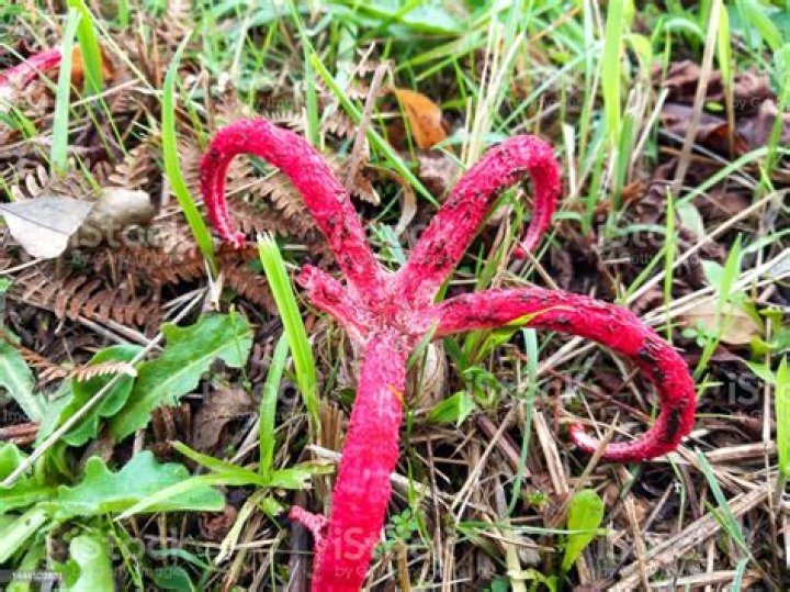 Are devil fingers poisonous?