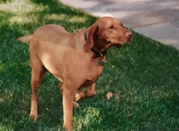 Boomer Esiason Pets - Celebrity Pets