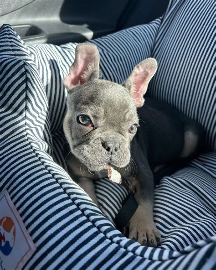 Brynn Rumfallo Pets - Celebrity Pets