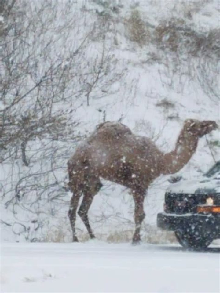 Camel Wandering Down Highway During Snowstorm Sparks Confusion, Hilarity Ensues