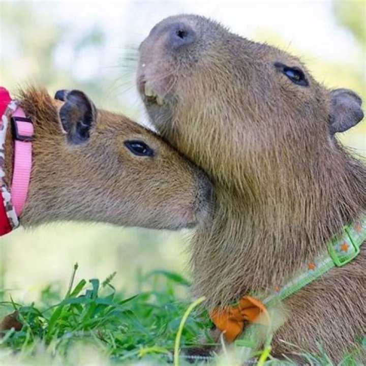 Capybaras, World’s Friendliest Animal, Friend to Humans, and Famous Everywhere
