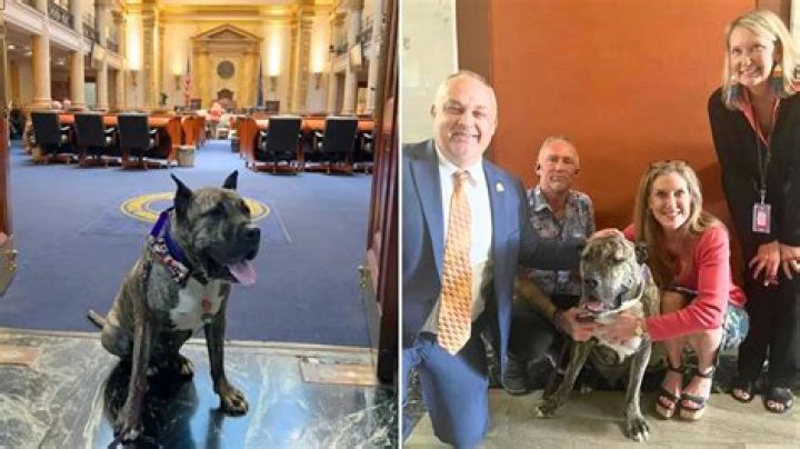 Celebrity Rescue Dog, Ethan Almighty, Helps Pass Anti-Animal Torture Legislation, ‘Ethan’s Law’