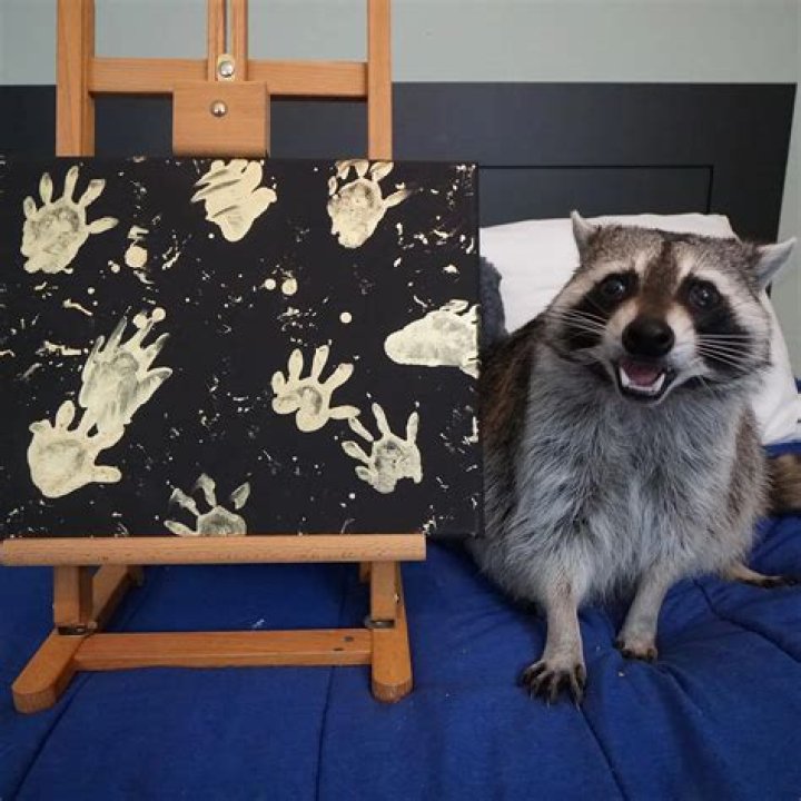 Cheeto & Piper The Rescued Raccoons That Fingerpaint Terrible Days Away