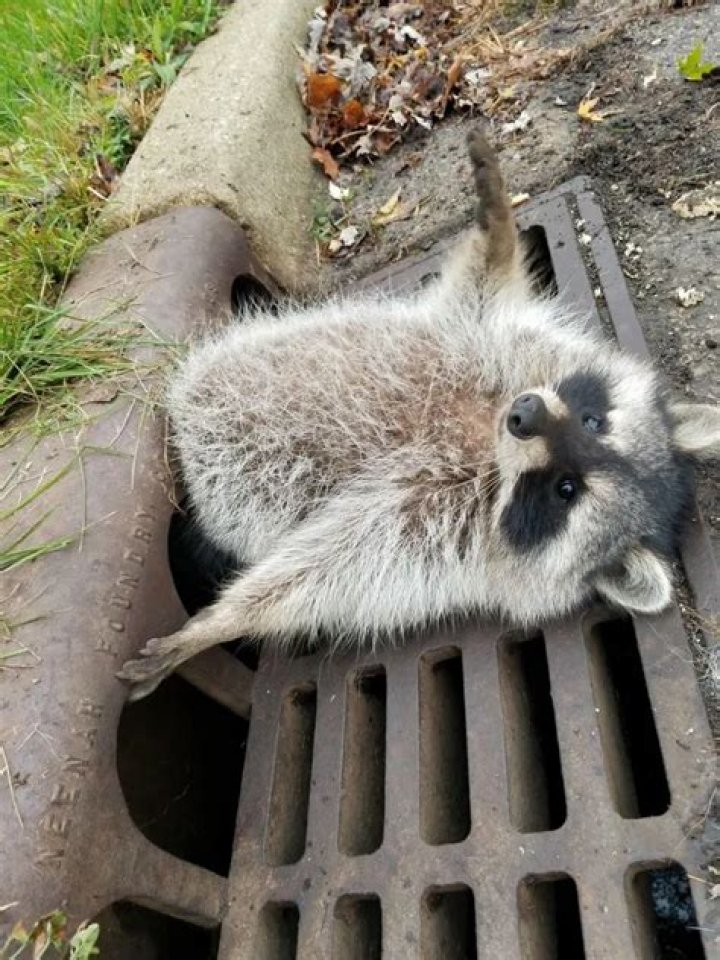 Chubby raccoon stuck in sewer drain is too relatable