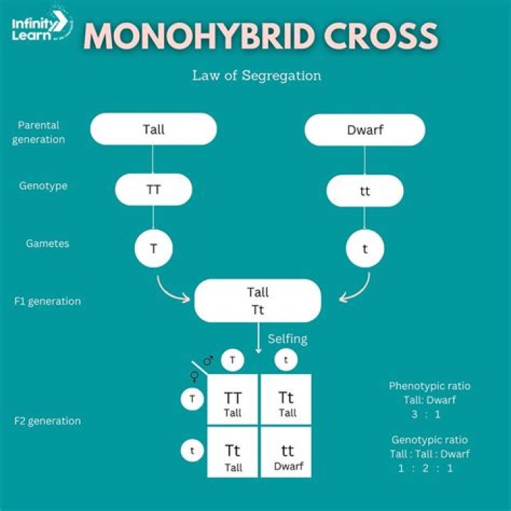 David Cross Bio (Wiki) 