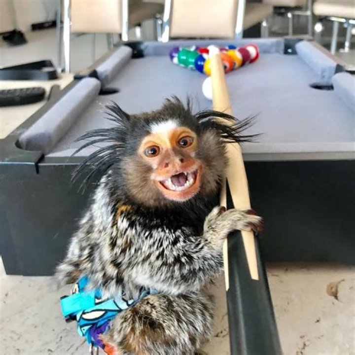 Diddy Kong & Yeti Kong Navigating Runway Modeling and Bath Times