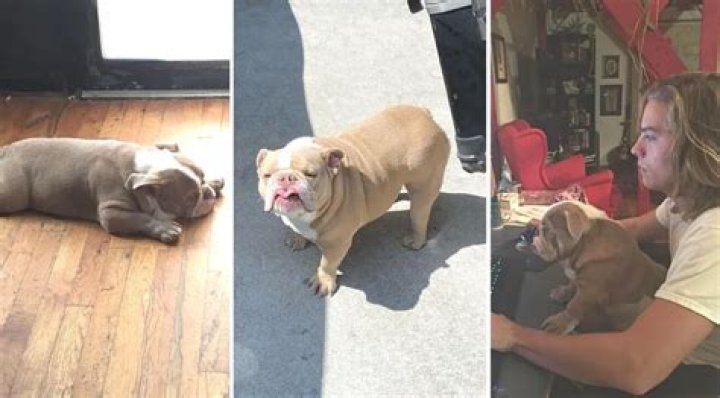 Disney Star Dylan Sprouse Morns the Death of Magnus, His English Bulldog