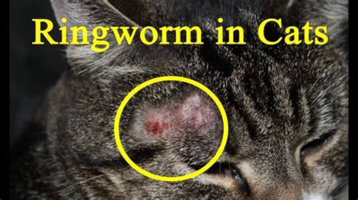 Does heat kill ringworm?