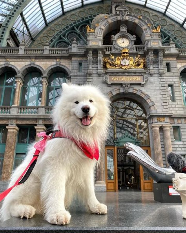 Felix the Samoyed Visited Over 34 Countries and Counting