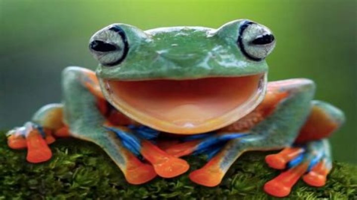 Frog Coming Out Of Woman Video Gone Viral On Twitter And Reddit