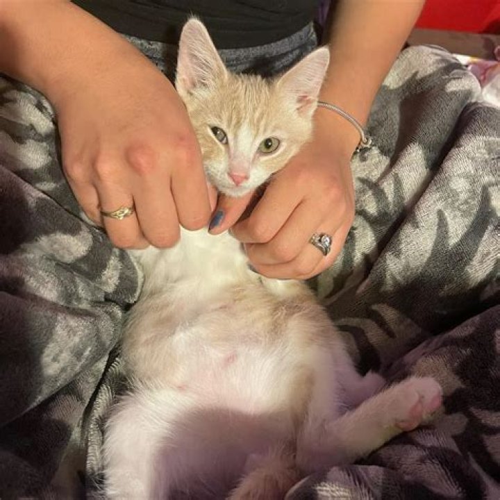 Gianni DeCenzo Pets - Celebrity Pets