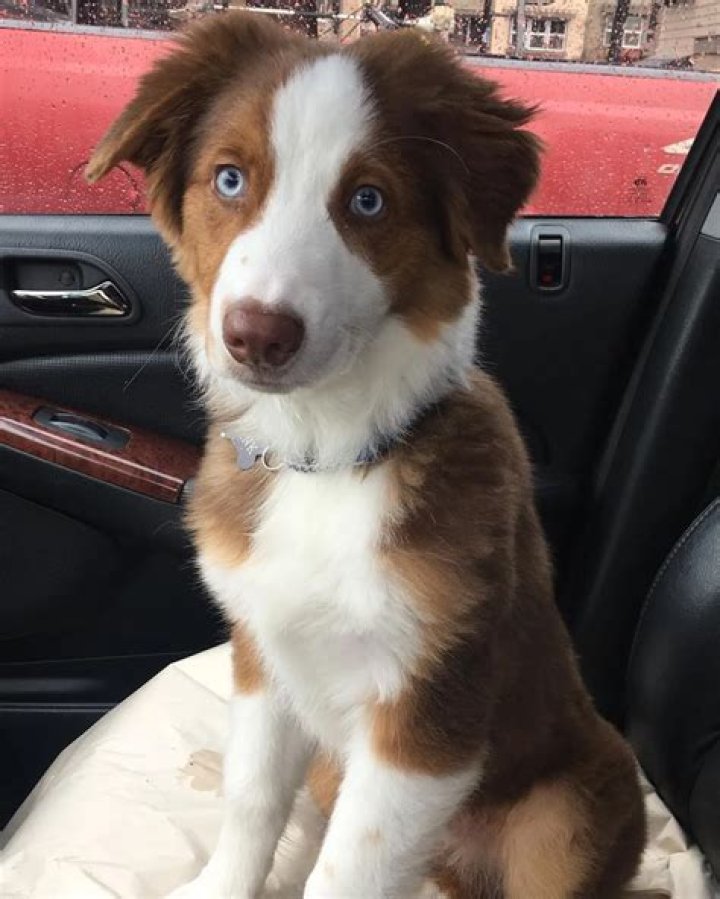 Hank the Tank is High as a Kite Following Vet Visit