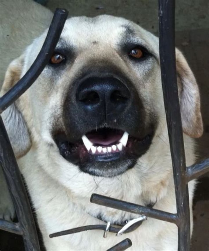 Holly Marie Combs Pets - Celebrity Pets