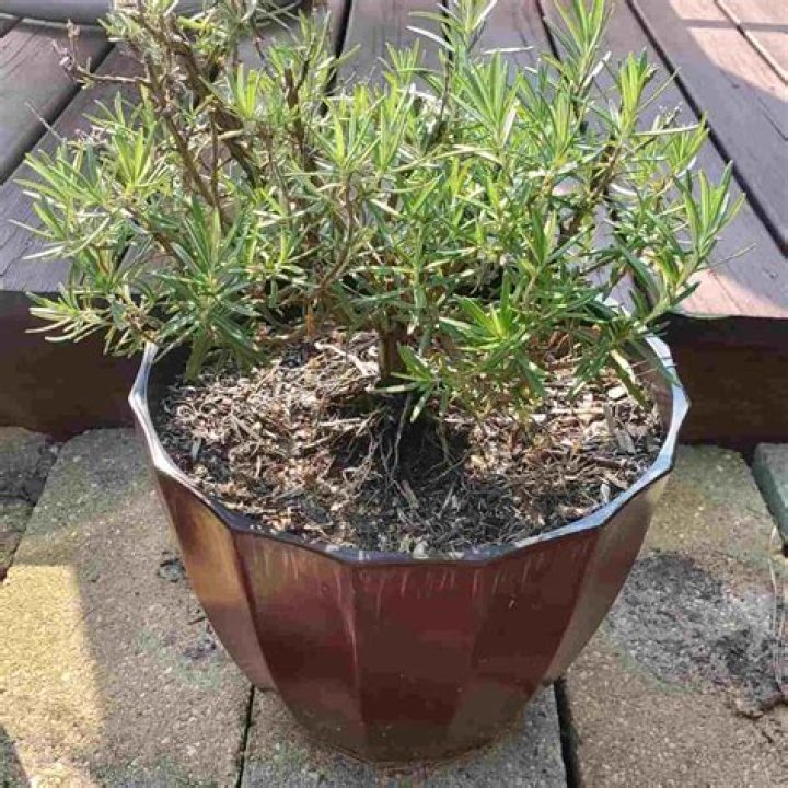 How do you bring a rosemary plant back to life?
