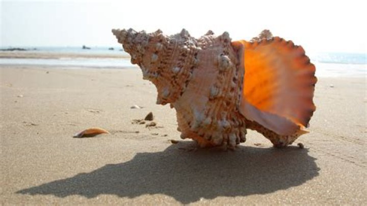 How do you preserve a conch shell?