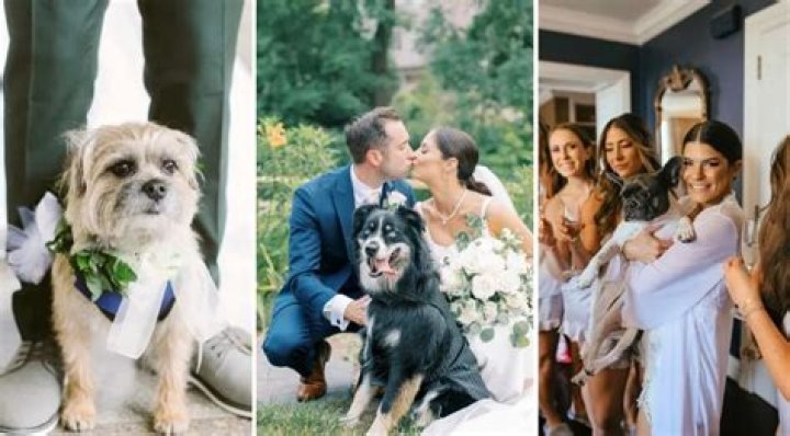Interview With Bow Wow Weddings – The Canine Concierge for Your Big Day