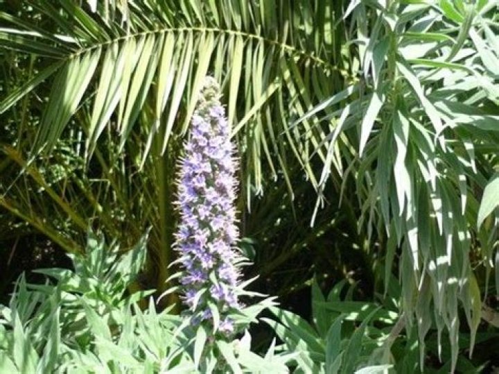 Is Pride of Madeira poisonous?