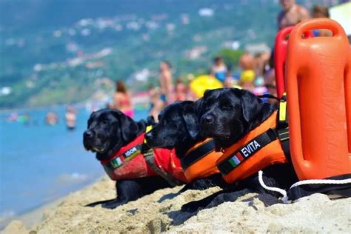Italy Has Over 300 Dog Lifeguards That Help Save Thousands of Swimmers Each Year
