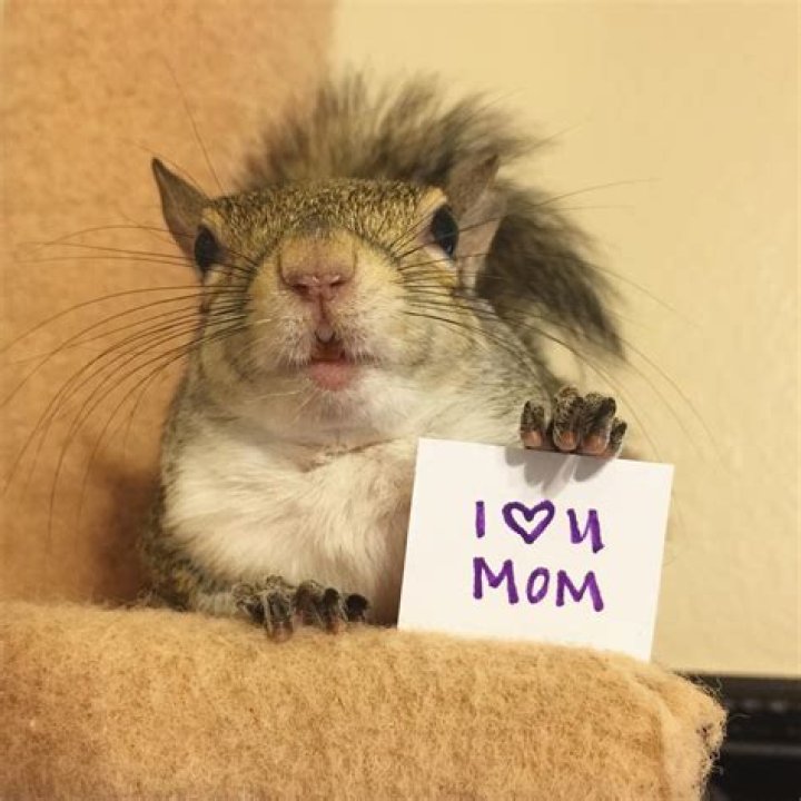 Jill the Squirrel, Hurricane Isaac survivor, Now Lives the High Life as a Parkour Expert