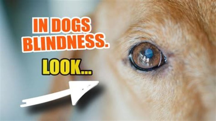 Jim Parsons’ little blind dog gets lost in their new place and has to woof for help