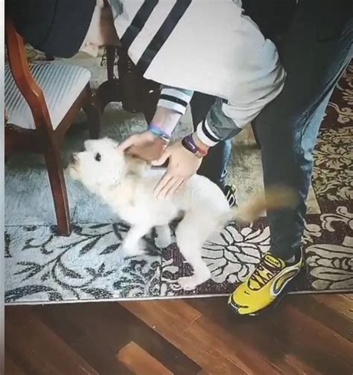 Joe Burrow Pets - Celebrity Pets