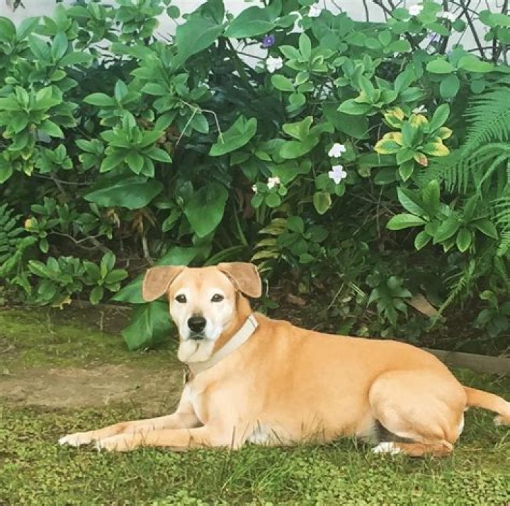 Kristin Davis Pets - Celebrity Pets