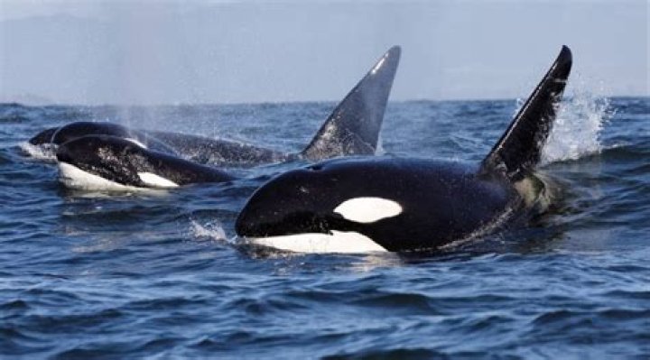 Mason Thames Bio (Wiki) 