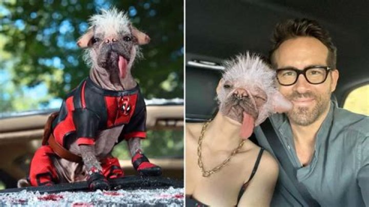 Meet Peggy, aka Dogpool, Ryan Reynold’s Canine Costar in ‘Deadpool & Wolverine’