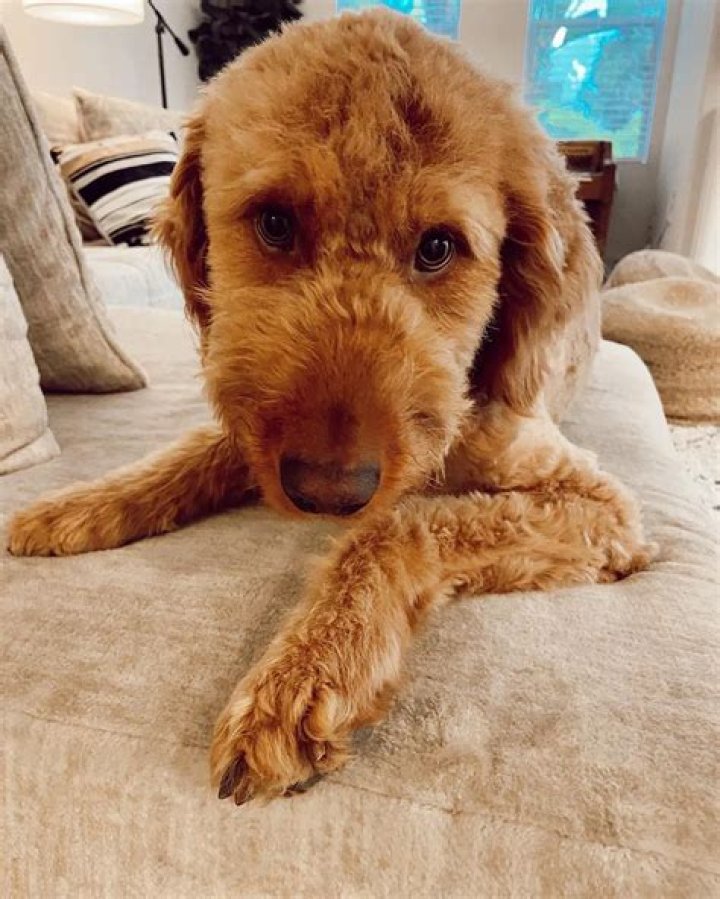 Melissa Ordway Pets - Celebrity Pets