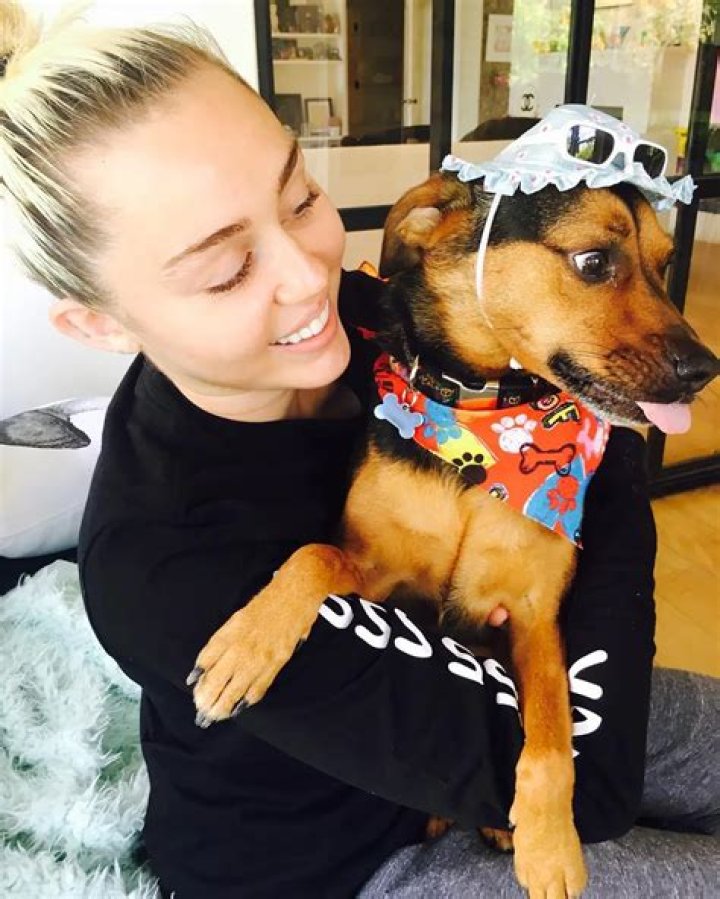 Miley Cyrus Pets - Celebrity Pets