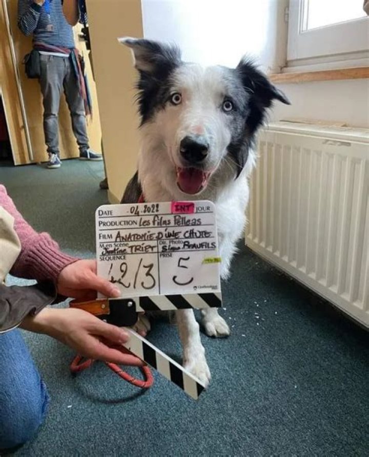 Palm Dog Awards 2023: Meet Messi, the Canine Actor Who Won at the Cannes Film Festival