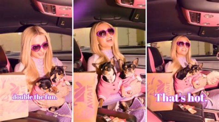 Paris Hilton Debuts Her Cloned Chihuahuas, Diamond and Baby, in New Taco Bell Commercial