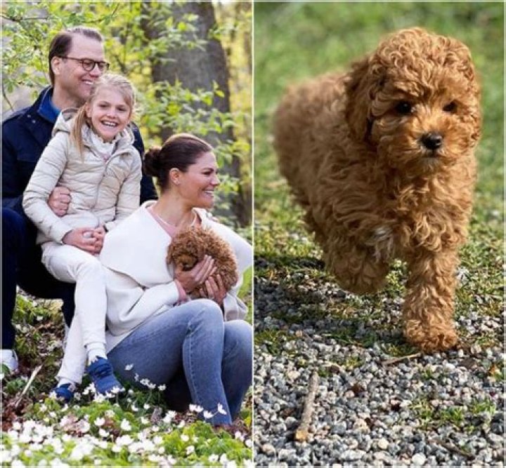 Princess Victoria & Prince Daniel got an adorable Cavapoo puppy named Rio