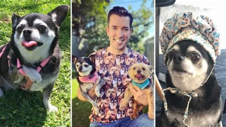 Property Brothers Star Jonathan Scott Mourns Loss of His Dog Gracie: ‘What a Wonderful 17 Years You Gave Me’