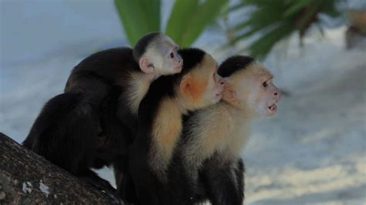 Puntarenas Cruise: Discover Cruises to Puntarenas Costa Rica