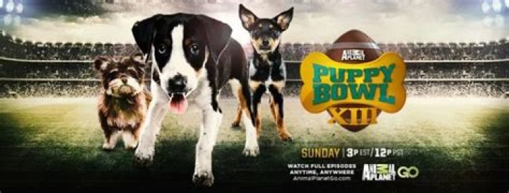 Puppy Bowl XIII – 5 Furry Facts