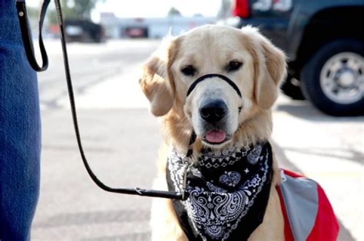 Rosco Therapy dog snuggles away seizures for epileptic patient