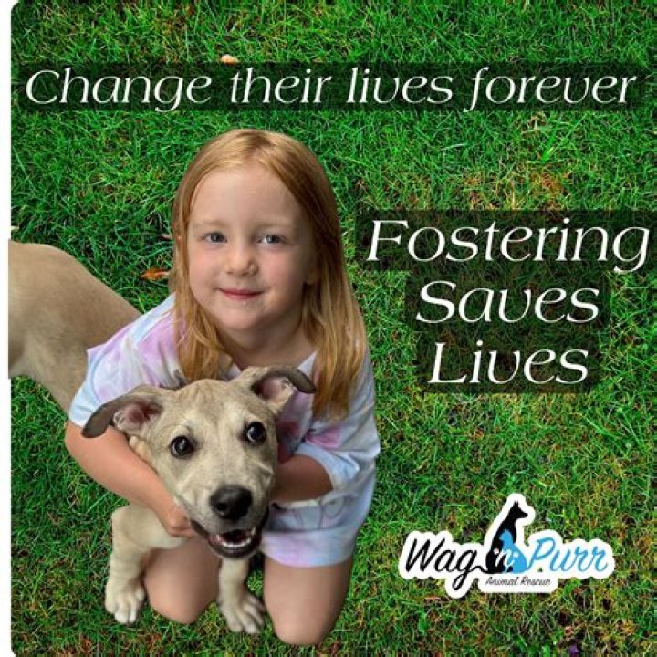 Seven+ rescue dogs on misfit farm living the good life! @roofusandkilo