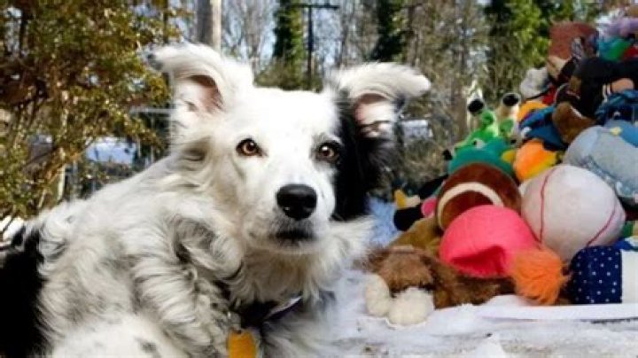 The Story of Chaser “The World’s Smartest Dog”