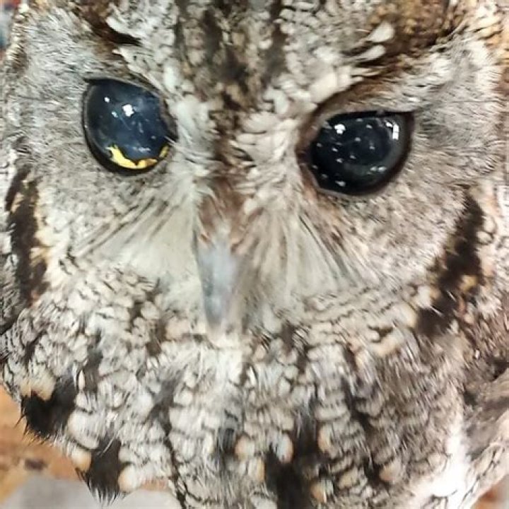 The story of Zeus: The blind owl with stars in his eyes