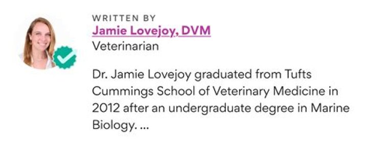 Tim Lovejoy Bio (Wiki) 