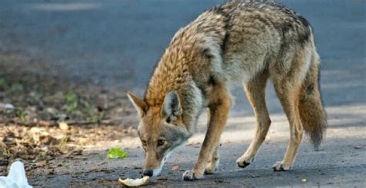Vancouver Stanley Park Coyote Attacks Increase