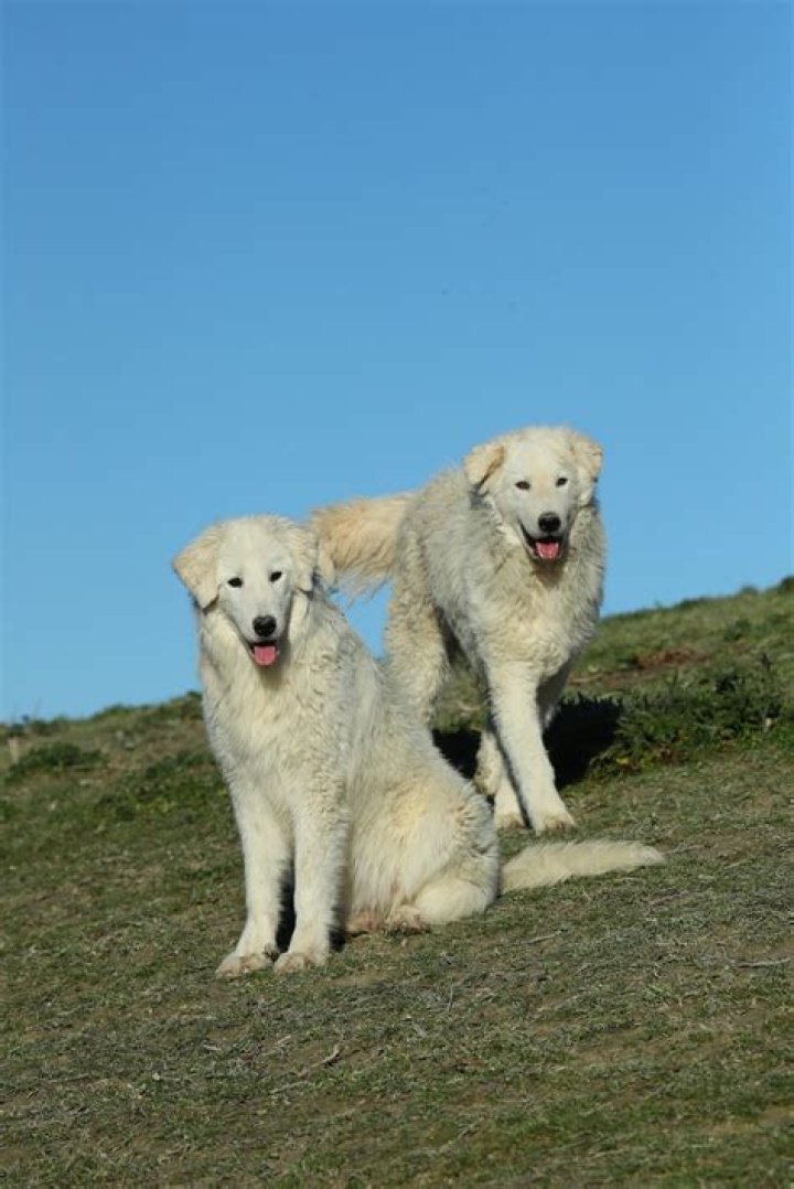 Vincent Pastore Bio (Wiki) 