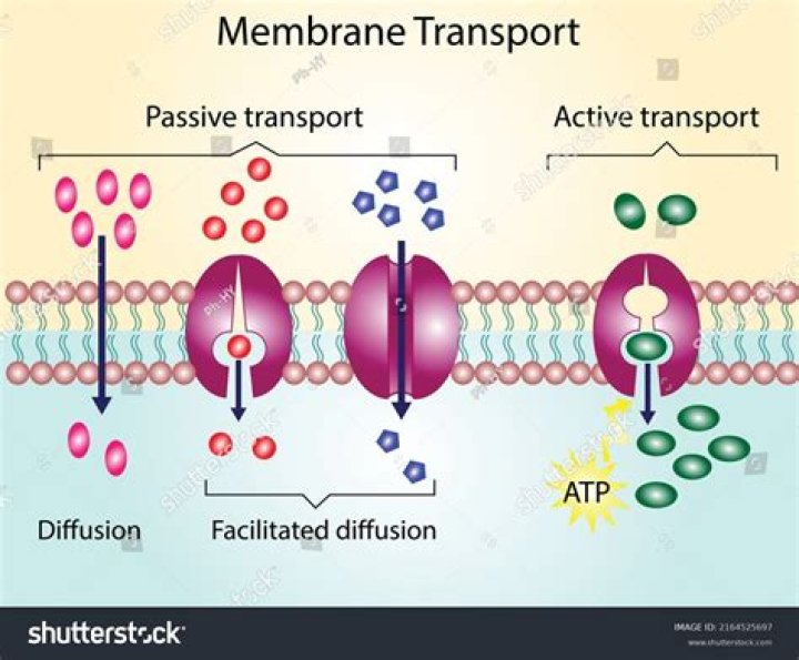 What determines whether a transport process is active or passive?
