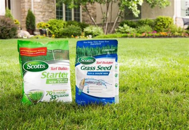 What grass seed is best for full sun?