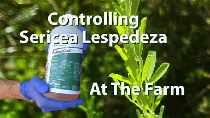 What herbicide kills lespedeza?