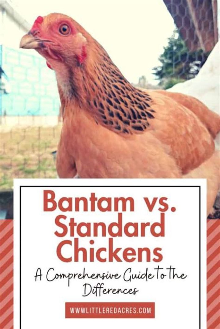 What is the difference between Bantam and standard chickens?